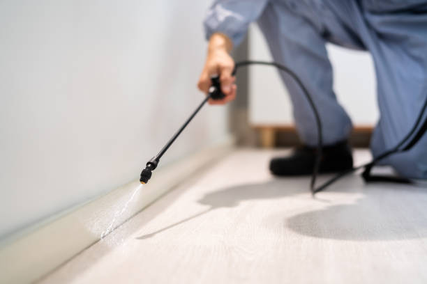 Licensed Ant Control service in Pontoon Beach, IL - Nex Pest Control