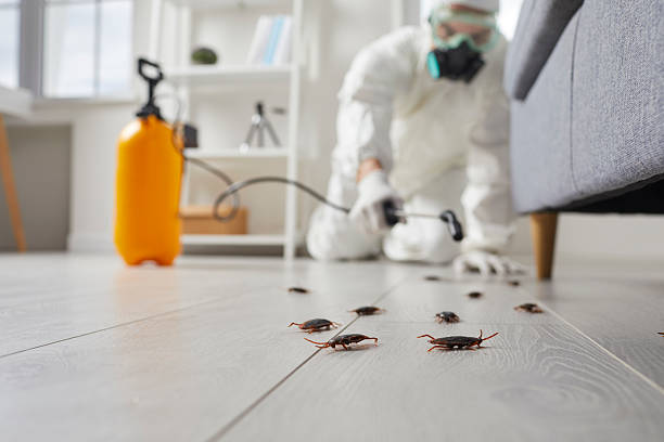 Trusted Rodent Control service in Pontoon Beach, IL - Nex Pest Control